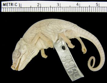 Media type: image; Herpetology R-5988